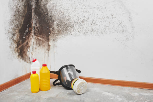 Best Best Mold Removal Companies  in Edgemoor, DE