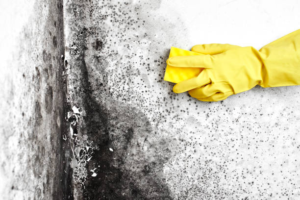 Best Local Mold Removal Service  in Edgemoor, DE