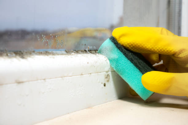 Best Mold Remediation Services  in Edgemoor, DE