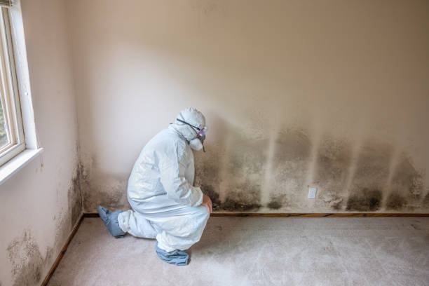 Best Attic Mold Removal  in Edgemoor, DE