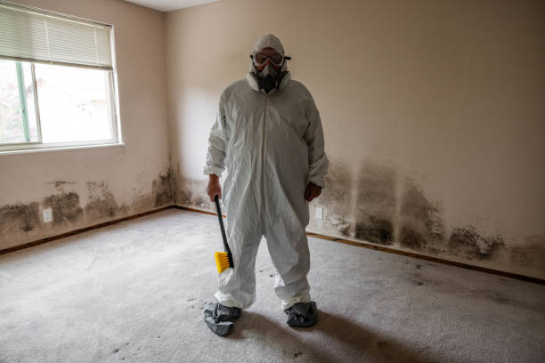 Best Same-Day Mold Removal  in Edgemoor, DE