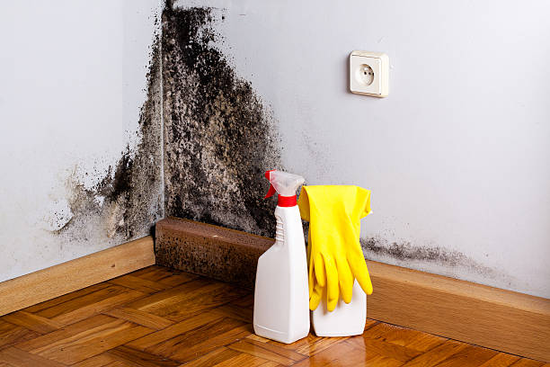 Best Mold Cleaning Services  in Edgemoor, DE