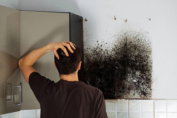 Best Affordable Mold Removal  in Edgemoor, DE