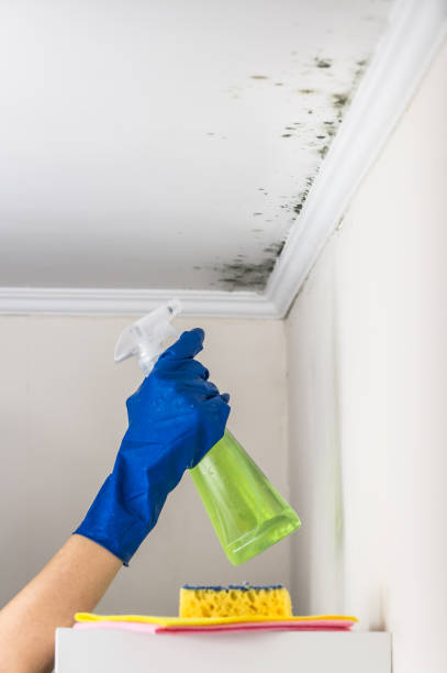 Office Mold Removal Services in Edgemoor, DE